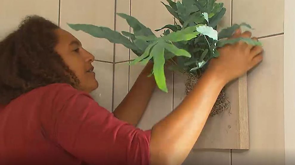 Astuces pour garder vos plantes d'intérieur en vie