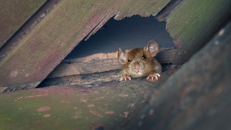 Bestrijd ratten en muizen zonder gif