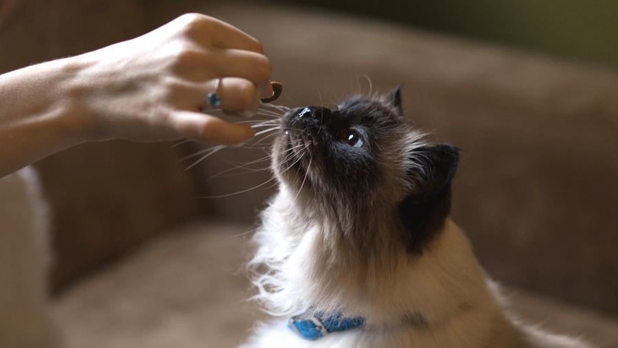 Dossier Petcare