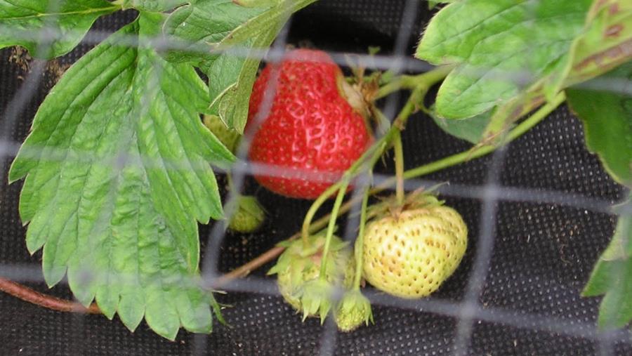 AARDBEIEN IN DE MOESTUIN