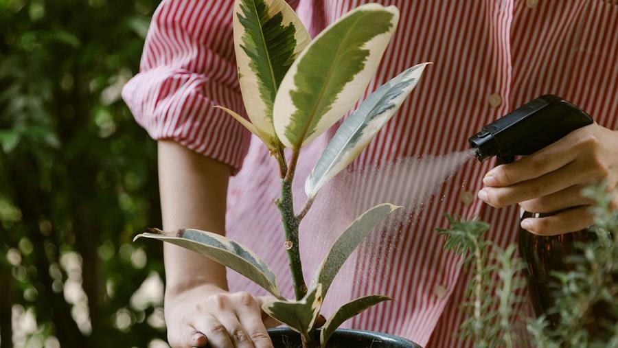 Éliminer les nuisibles avec des extraits de plantes