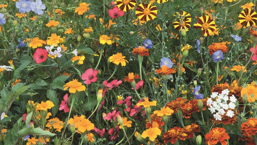 Une prairie fleurie pour garder les nuisibles à distance