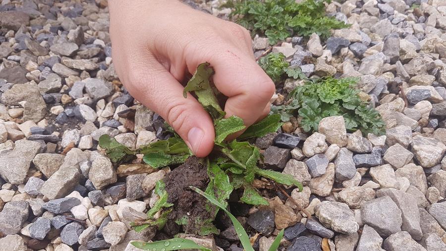 Lutter les mauvaises herbes sans Glyphosate