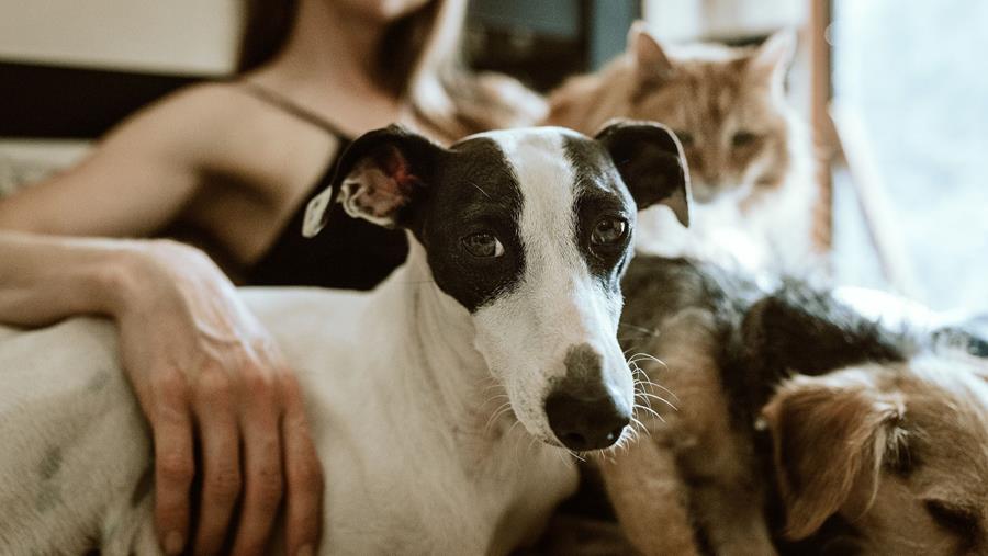 Van trouwe huisdieren tot prijsgevoelige baasjes