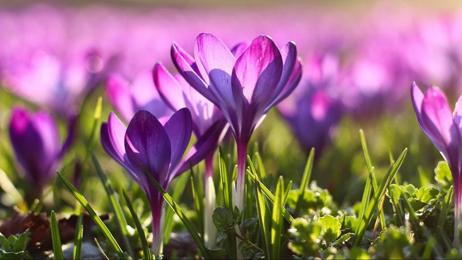 Bien préparer et entretenir son jardin au printemps
