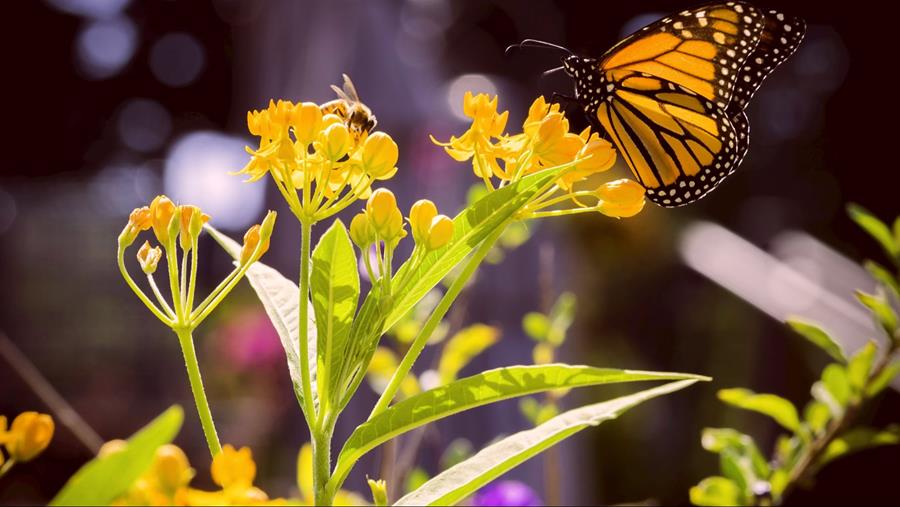 Comment créer un jardin accueillant pour les animaux?