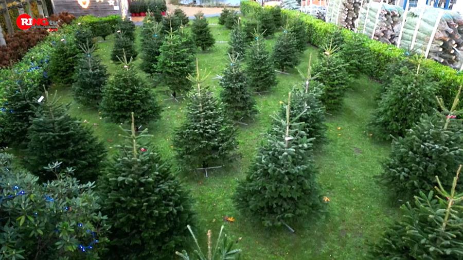 Een warme kerstsfeer in uw gemeente met Kerstbomen De Smedt
