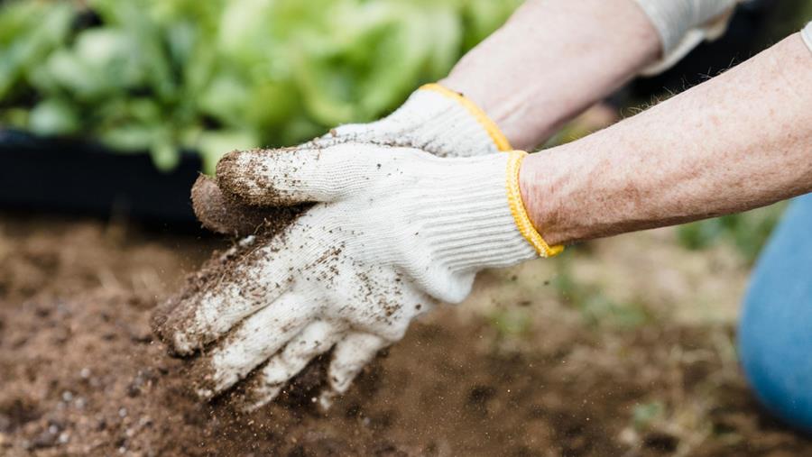 Natuurlijke bemesting: wat zijn de opties?