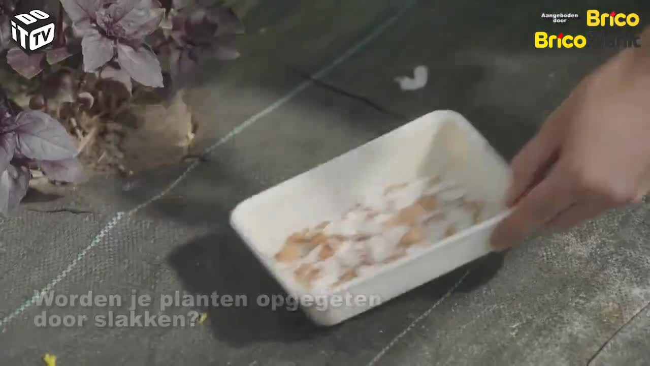 Hoe zet je eierschalen in tegen slakken?