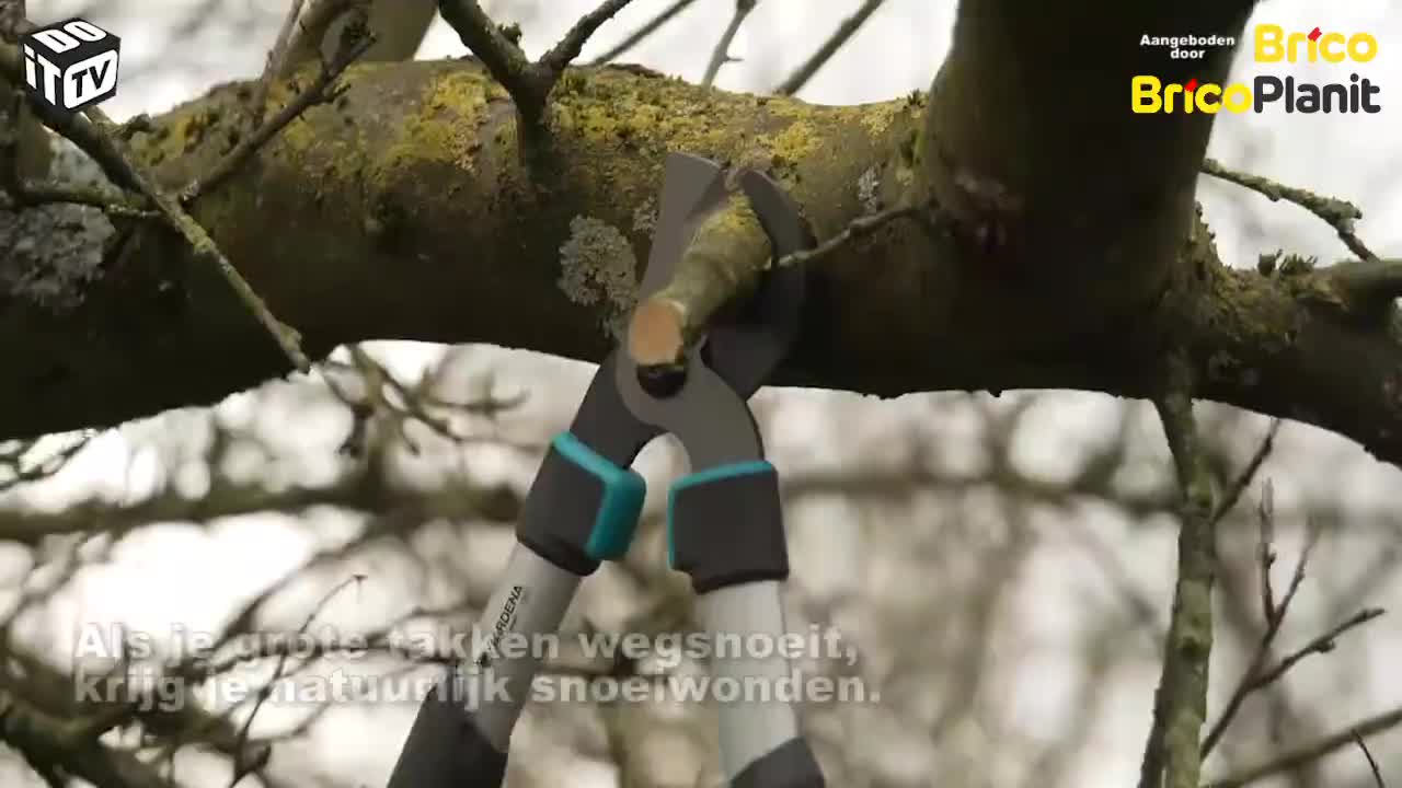 Hoe verzorg je snoeiwonden?