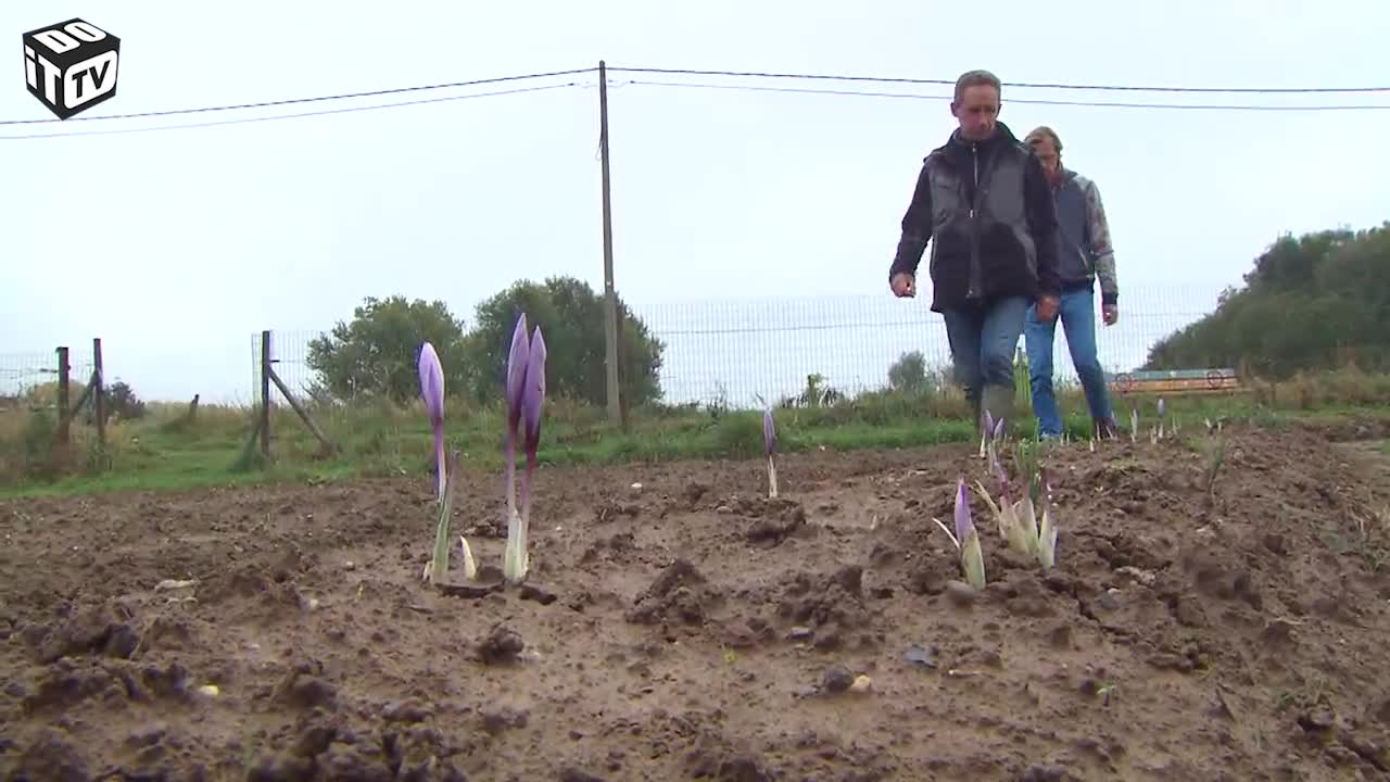 Sur visite chez une safraneraie