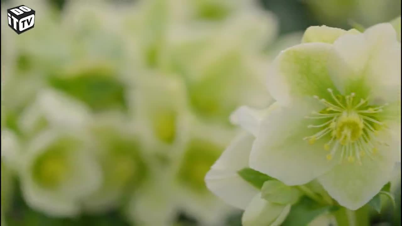 Bloemen in de winter: de Helleborus